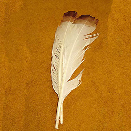 Image of 78003005-01H - Imit. Eagle Feathers 12" White/Brown Tip 6Pk